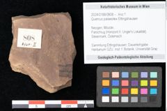 Foto (Objekt + Etikett) von Quercus palaeoilex Ettingshausen (NHMW-GEO-2024-0188-0808)